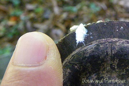 アオバハゴロモ幼虫