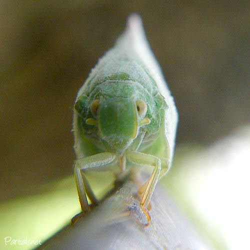 アオバハゴロモ