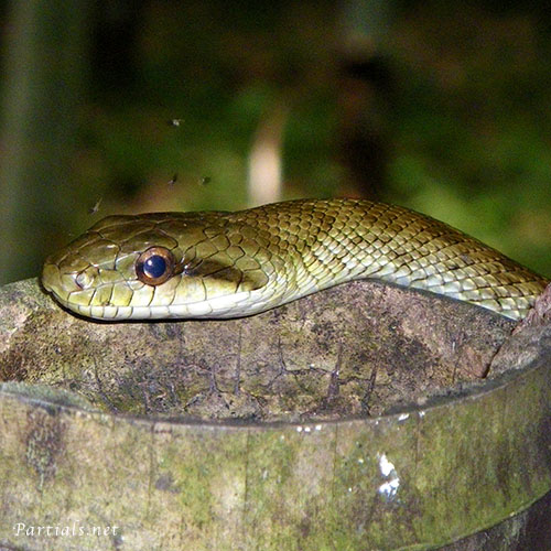 アオダイショウ