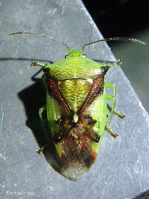 アオモンツノカメムシ