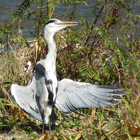 アオサギの羽干し