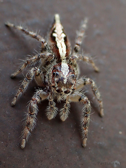 アシブトハエトリ　雌