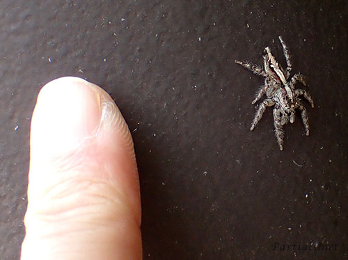 アシブトハエトリ　メス