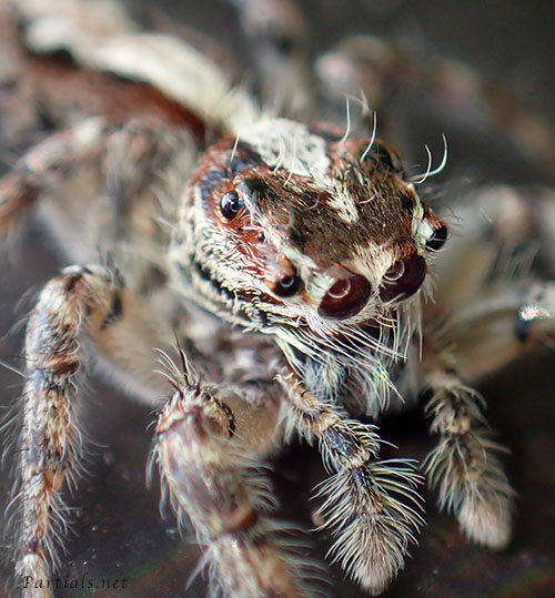 アシブトハエトリ　♀