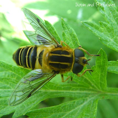 アシブトハナアブ