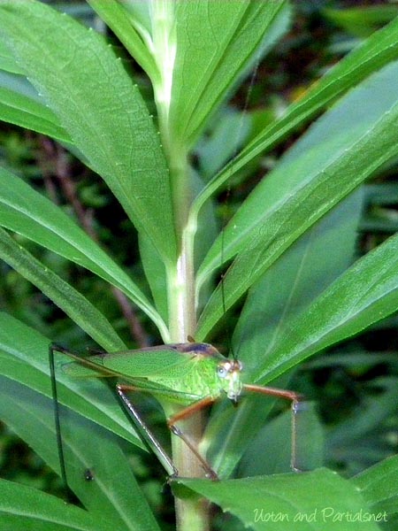 アシグロツユムシ