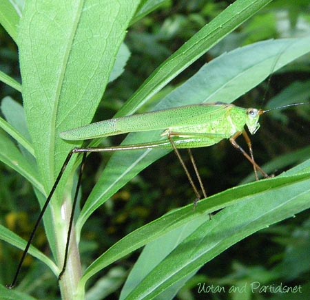 アシグロツユムシ