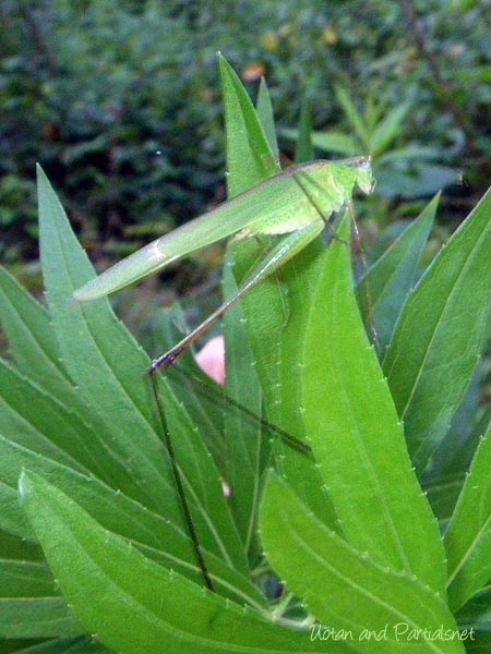 アシグロツユムシ