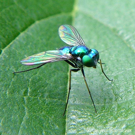 アシナガバエ科の一種