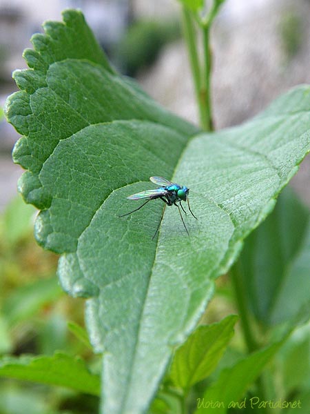 アシナガバエ科の一種