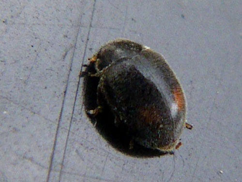 アトホシヒメテントウ