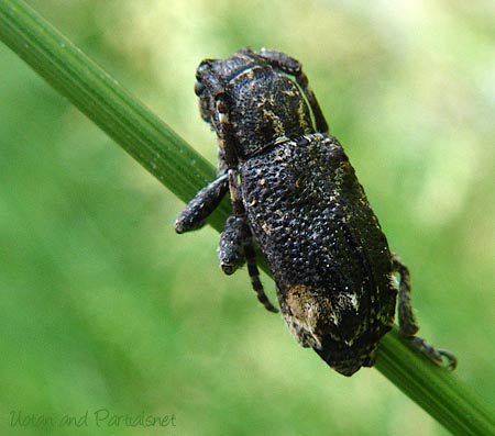 アトモンサビカミキリ