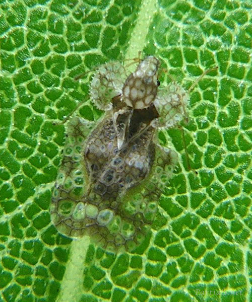 アワダチソウグンバイ