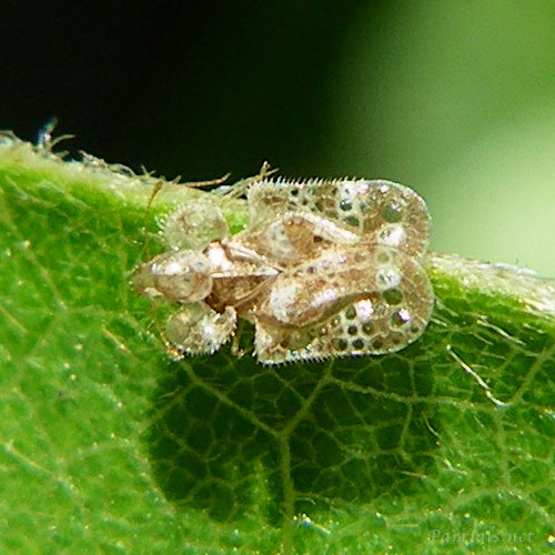 アワダチソウグンバイ