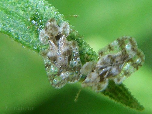 アワダチソウグンバイ