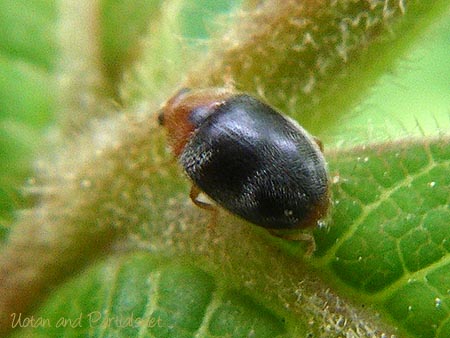 ババヒメテントウ