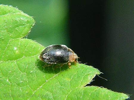 ババヒメテントウ