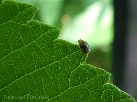 ババヒメテントウ