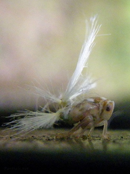 ベッコウハゴロモ幼虫