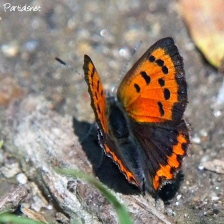 ベニシジミ表側