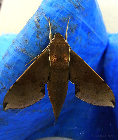 ビロードスズメ