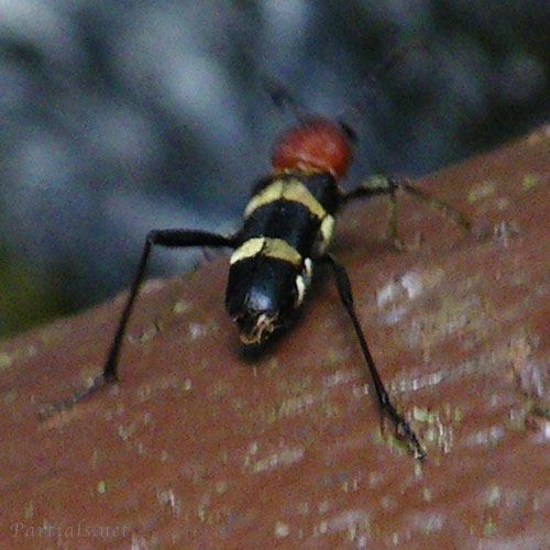 ブドウトラカミキリ