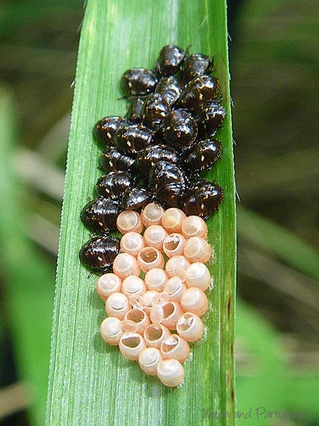 孵化直後の幼虫