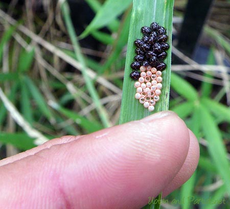 アオカメムシの一種