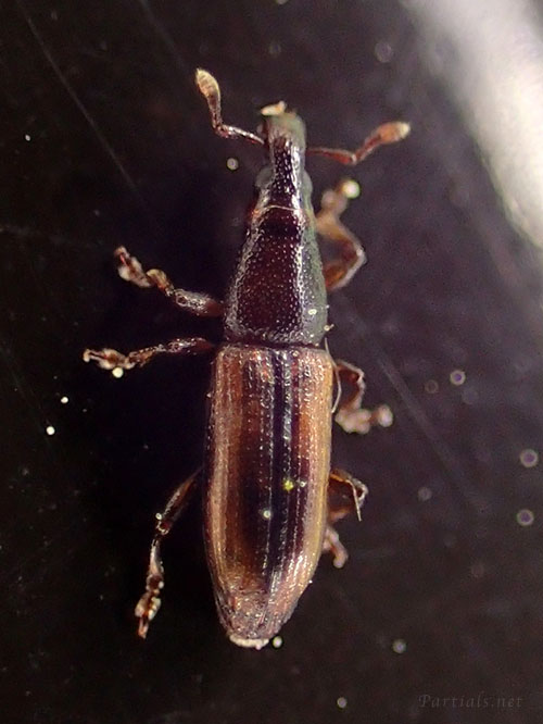 チャバネキクイゾウムシ