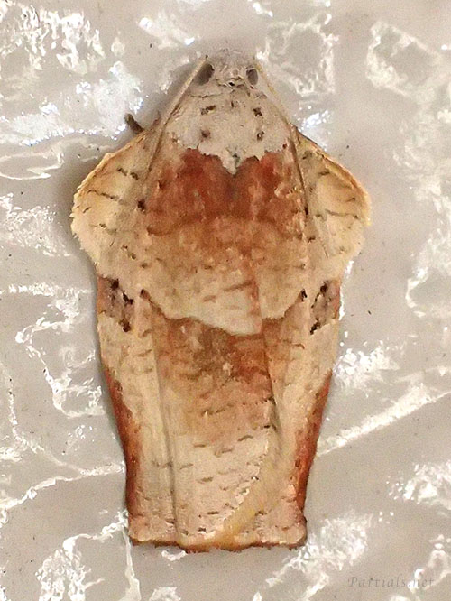 “チャハマキ”