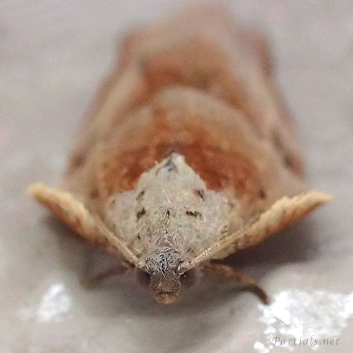 “チャハマキ”