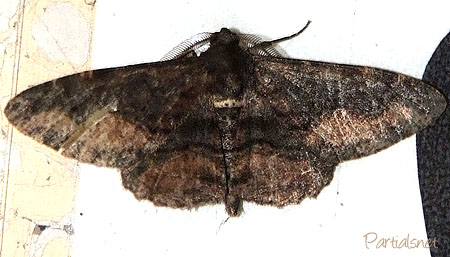 チャノウンモンエダシャク