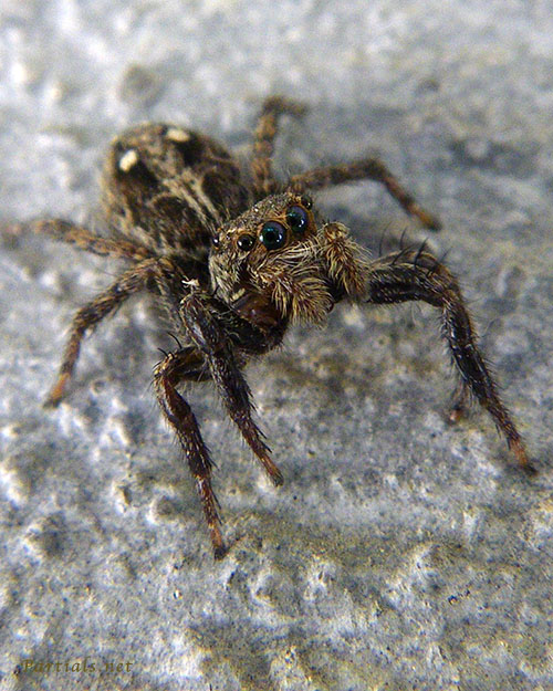 チャスジハエトリ♀