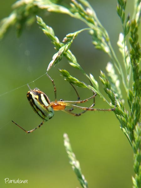 チュウガタシロカネグモ