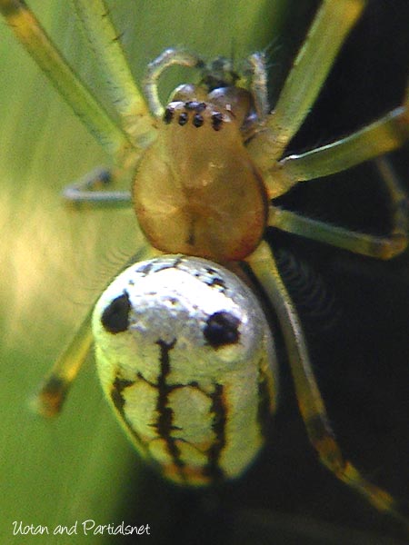 チュウガタシロカネグモ