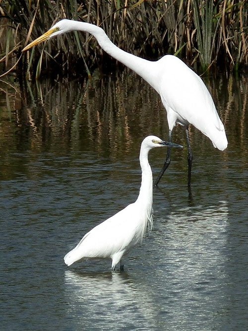 ダイサギとコサギ