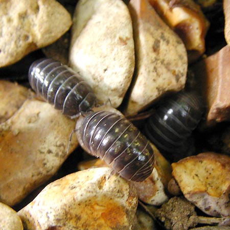 オカダンゴムシの群れ