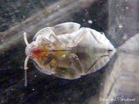 カスミカメムシ科