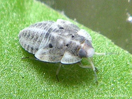 ダルマカメムシ属