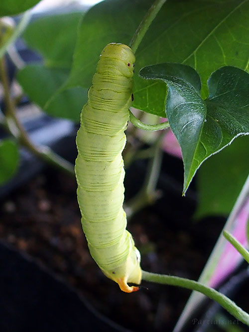 エビガラスズメ　幼虫