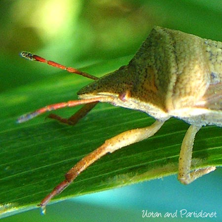 エビイロカメムシ