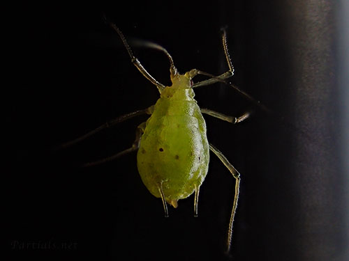 エンドウヒゲナガアブラムシ