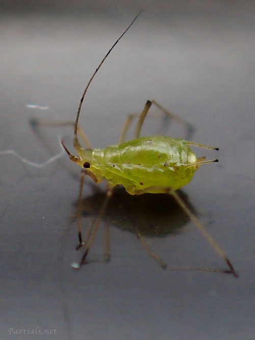 エンドウヒゲナガアブラムシ