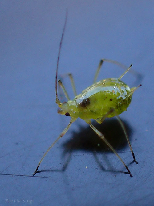 エンドウヒゲナガアブラムシ