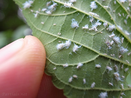 エノキワタアブラムシ