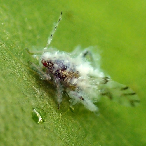 エノキワタアブラムシ