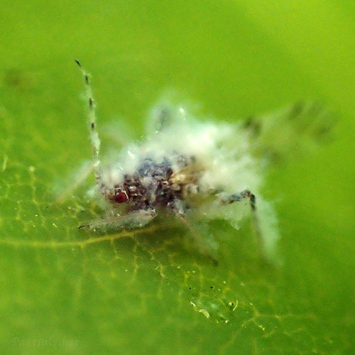 エノキワタアブラムシ