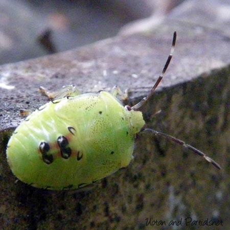 エサキモンキツノカメムシの幼虫？