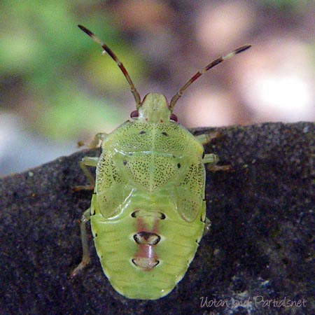 エサキモンキツノカメムシの終齢幼虫？