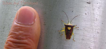 エサキモンキツノカメムシ